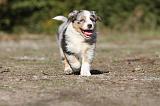 BERGER AUSTRALIEN PUPPIES 164